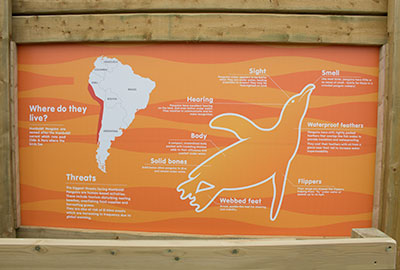 Penguins Arrived At New Home