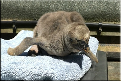 Hunstanton Sea Life celebrates the arrival of first ever baby penguin!