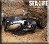 First ever Humboldt Penguin chick to be born at Hunstanton Sea Life