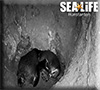 First ever Humboldt Penguin chick to be born at Hunstanton Sea Life