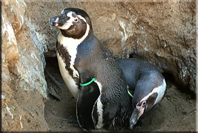 Hunstanton Sea Life celebrates the arrival of first ever baby penguin!