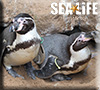 First ever Humboldt Penguin chick to be born at Hunstanton Sea Life