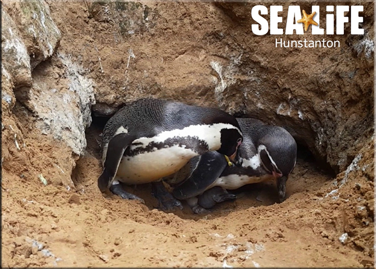 First ever baby penguin born at Hunstanton Sea Life on 3rd May 2017