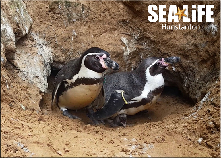 First ever baby penguin born at Hunstanton Sea Life on 3rd May 2017