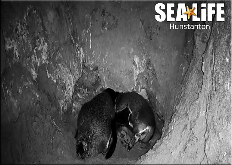 First ever baby penguin born at Hunstanton Sea Life on 3rd May 2017