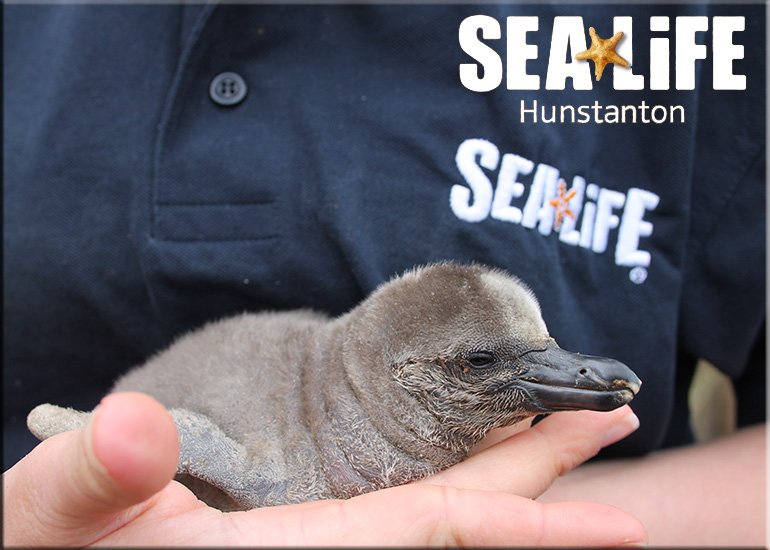 First ever baby penguin born at Hunstanton Sea Life on 3rd May 2017