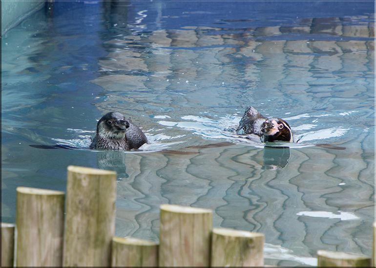 Penguin Chick