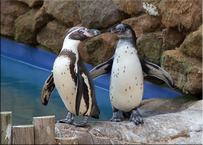 Penguin Chick