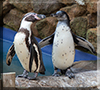 Penguin Chick