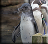 Penguin Chick