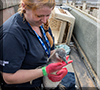 Penguin Chick