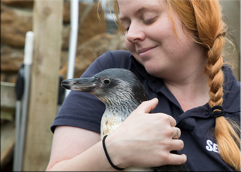 Penguin Chick