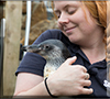 Penguin Chick