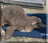 First ever Humboldt Penguin chick to be born at Hunstanton Sea Life