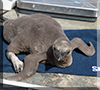 First ever Humboldt Penguin chick to be born at Hunstanton Sea Life