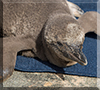 First ever Humboldt Penguin chick to be born at Hunstanton Sea Life