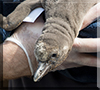 First ever Humboldt Penguin chick to be born at Hunstanton Sea Life