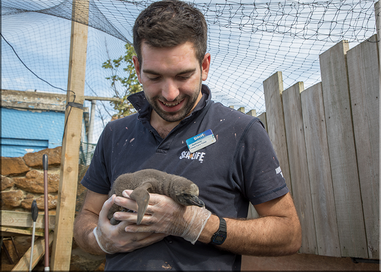 First ever baby penguin born at Hunstanton Sea Life - this photo was taken on 28th May 2017