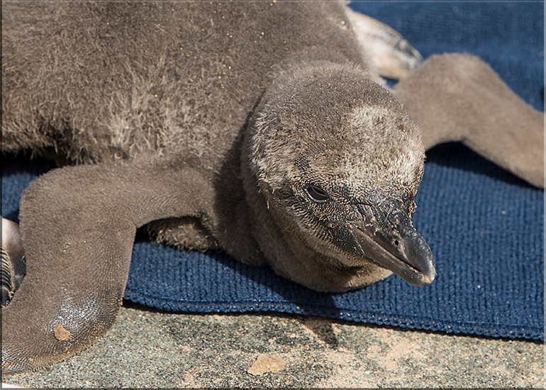 First ever baby penguin born at Hunstanton Sea Life - this photo was taken on 28th May 2017