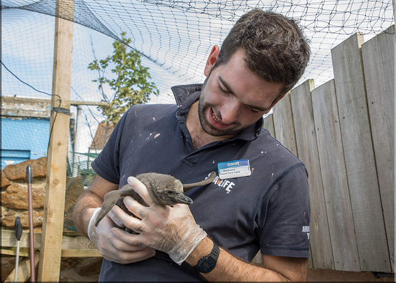 First ever baby penguin born at Hunstanton Sea Life - this photo was taken on 28th May 2017