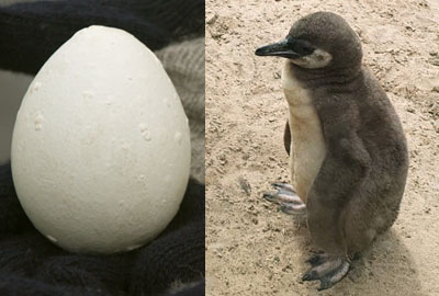 Interesting Facts about Penguins