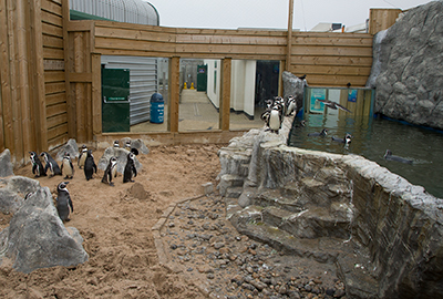 Interesting Facts about Penguins