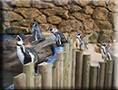 Penguins