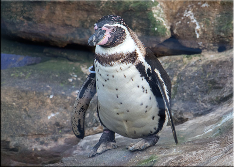 Humboldt Penguins - February 2016