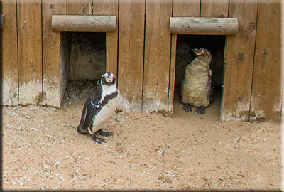 Penguins