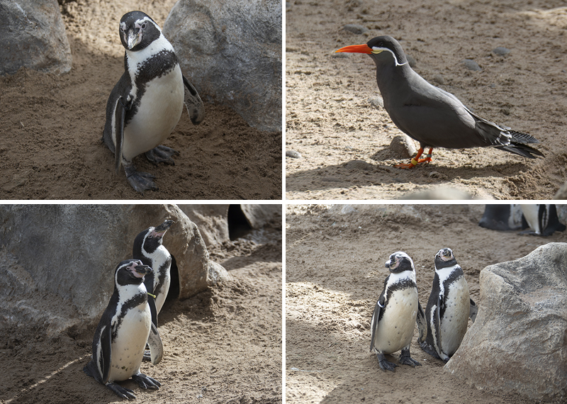 Humboldt Penguins