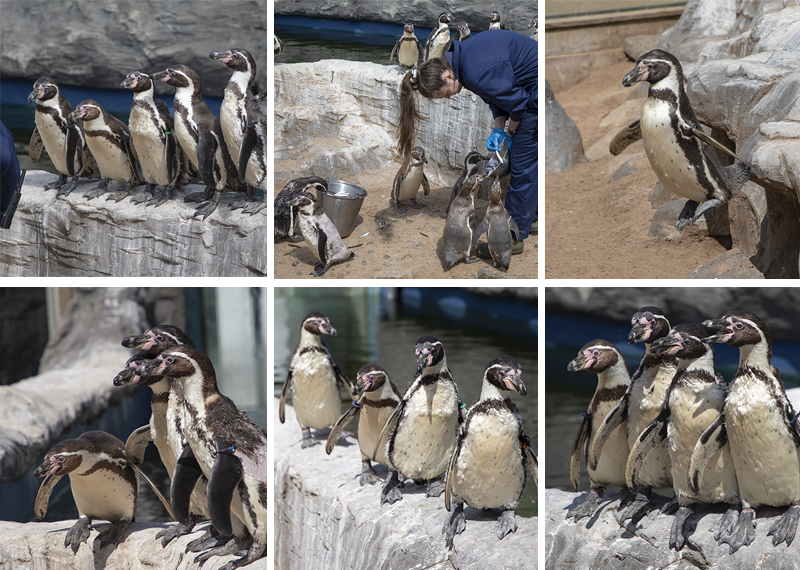 Humboldt Penguins