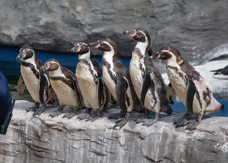 Humboldt Penguins