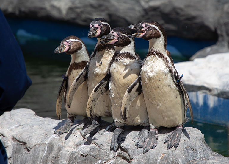Humboldt Penguins