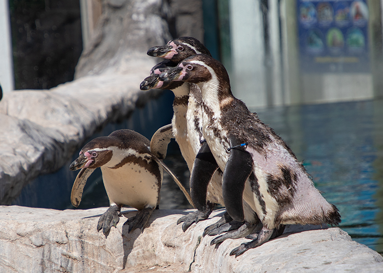 Humboldt Penguins