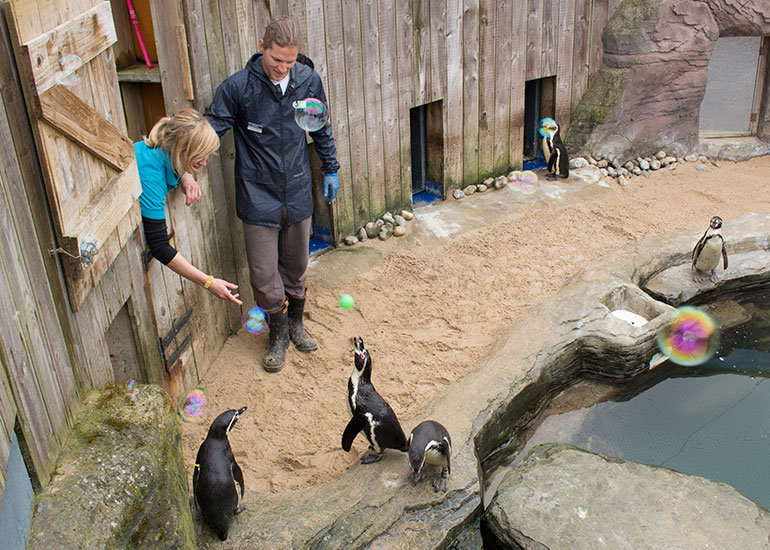 Penguins