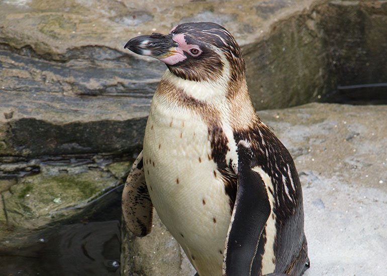 Penguins