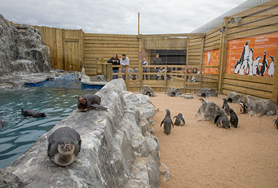 Penguin Beach
