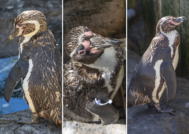 Humboldt Penguins