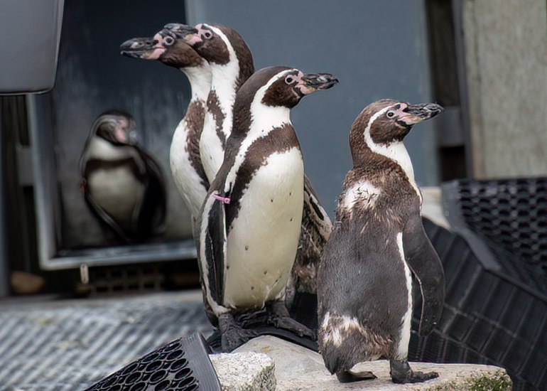 Squidge, Yoni, Piran and Ivy (the boss of the penguins)