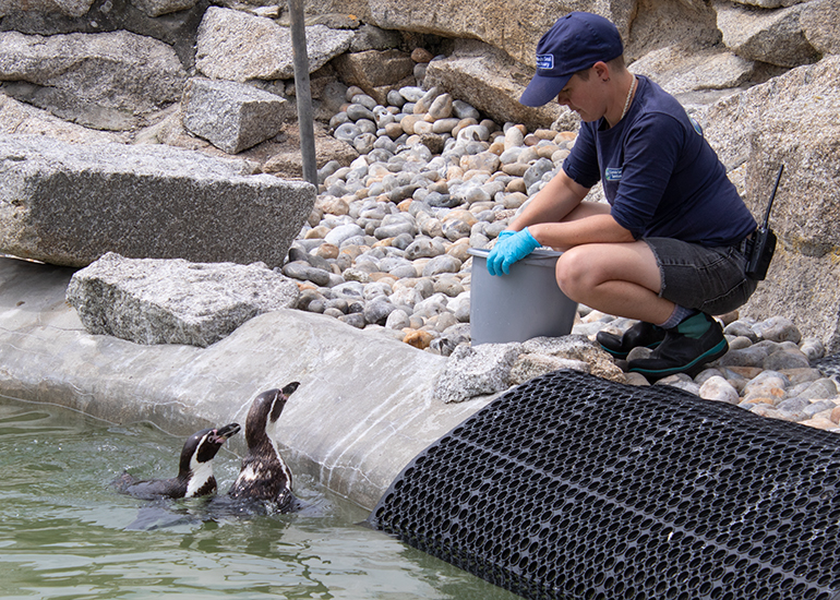 Marianne feeding the penguins