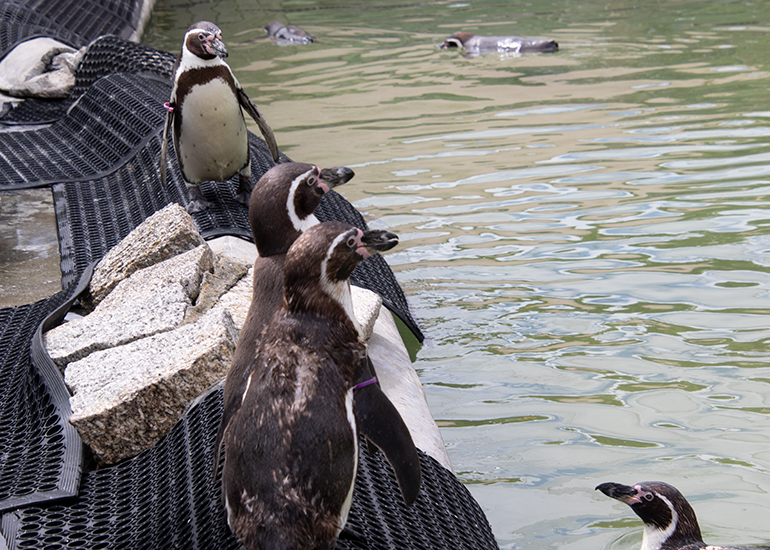 Penguins