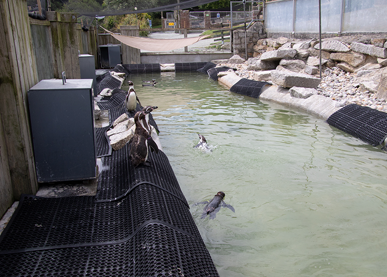 Penguins