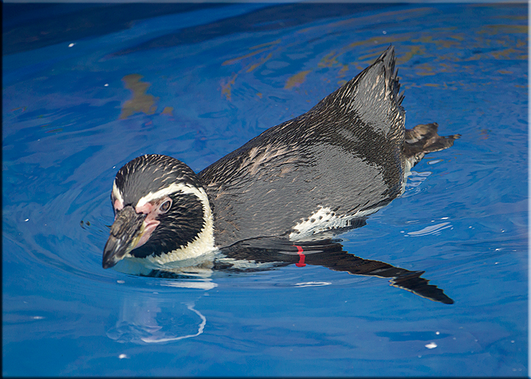 Resident Penguins