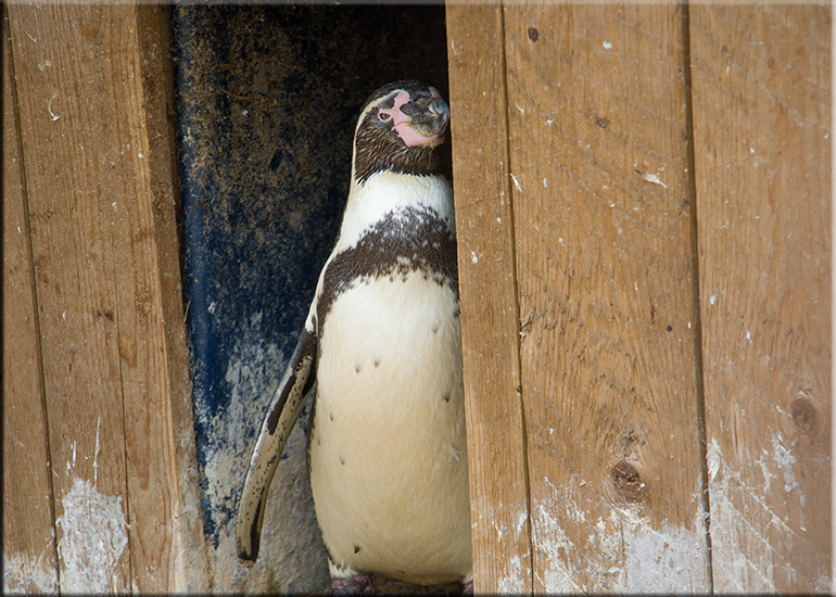 Resident Penguins