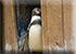 Penguins