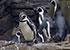 penguins on holiday at Great Yarmouth SEA LIFE