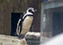 penguins on holiday at Great Yarmouth SEA LIFE