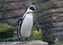 penguins on holiday at Great Yarmouth SEA LIFE