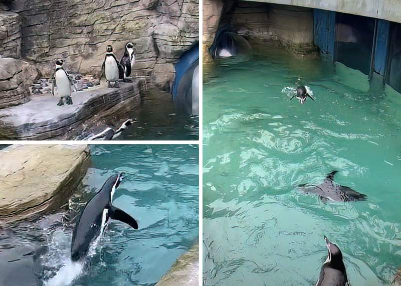 Penguins