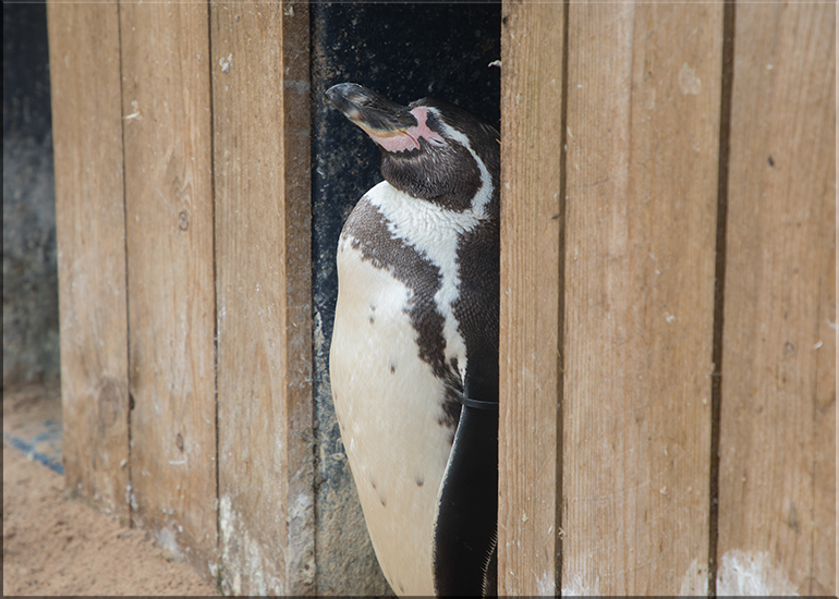 Penguins